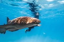 Puerto Rico Private Half Day Shark Diving