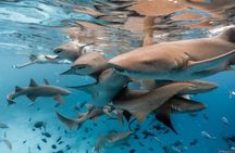 Puerto Rico Private Half Day Shark Diving