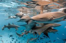 Puerto Rico Half-Day Shark Diving