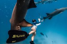 Puerto Rico Private Half Day Shark Diving