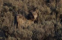 Private VIP Yellowstone National Park Tour from Jackson Hole