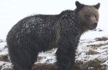Private VIP Yellowstone National Park Tour from Jackson Hole