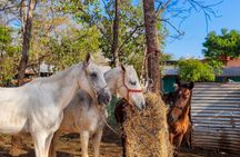 Conchal Beach Horseback Riding - 1hr 30min Guided Tour