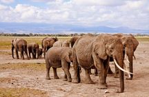 4-Day Amboseli Safari and Diani Beach Escape by SGR from Nairobi