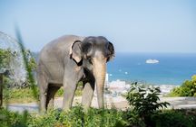 Phuket Elephant Learning and Tree Planting Experience
