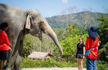 Phuket Elephant Learning and Tree Planting Experience
