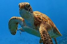 Explore Sesoko Island with Private Snorkeling Tour