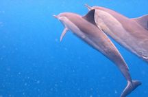Dolphin Swim with Crystal Rock and BBQ Lunch in Mauritius