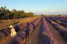 Sunset Lavender Tour