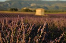 Sunset Lavender Tour
