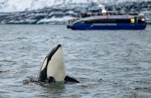 Sustainable Whale Watching from Tromsø Catamaran Adventure