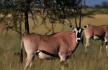3Day Awash National Park Wildlife Safari with Hot Springs