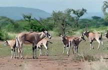 3Day Awash National Park Wildlife Safari with Hot Springs