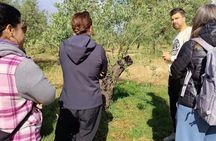 Córdoba : Visit to organic olive groves with tasting and tasting