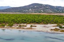 Full-day Tour: Marathon and Salamis with military expert