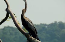 Negombo to Muthurajawela Eco Birdwatching Boat Tour with transfer