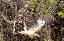 Negombo to Muthurajawela Eco Birdwatching Boat Tour with transfer