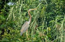 Negombo to Muthurajawela Eco Birdwatching Boat Tour with transfer