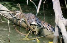 Negombo to Muthurajawela Wetlands Eco Birdwatching Boat Tour