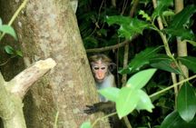 Negombo to Muthurajawela Wetlands Eco Birdwatching Boat Tour