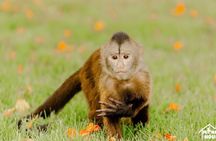 Experience with 5 species of Monkey in Monkey house vip Punta Cana