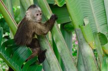 Monkey House VIP Animal Sanctuary Experience