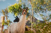 4 Days and 3 Nights Ancascocha and Machu Picchu Trek