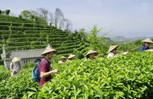 Guilin Tea Picking and Processing Yangshuo Qixian Peak