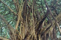 Hilo Shore Excursion: Visit Volcano, Waterfall, Beach with Lunch