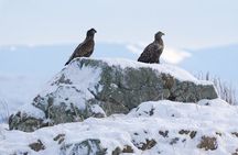 Fjord Cruise from Tromsø Explore Arctic Landscapes and Wildlife