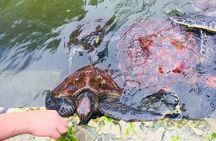 Swimming with Sea Turtles and Jozani Forest in Zanzibar
