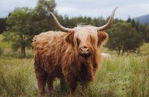 Glencoe and Scottish Highlands In A Day
