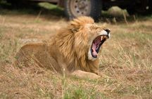 6 Days 5 Nights Kenya Safari Maasai Mara Nakuru and Naivasha Tour