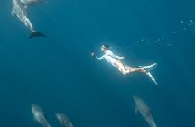 Private Swim with Dolphins Snorkeling and White Island Hurghada