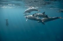 Private Swim with Dolphins Snorkeling and White Island Hurghada