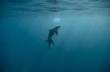 Private Swim with Dolphins Snorkeling and White Island Hurghada