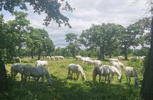 The Cradle of Lipizzaner horses - Half Day Trip from Ljubljana