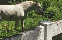 The Cradle of Lipizzaner horses - Half Day Trip from Ljubljana