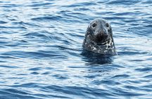 Tadoussac/Charlevoix: Whale & Bear Wildlife Tour