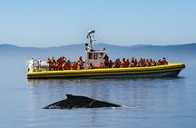 Tadoussac/Charlevoix: Whale & Bear Wildlife Tour