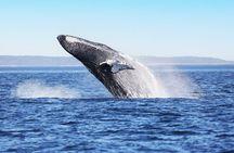Tadoussac/Charlevoix: Whale & Bear Wildlife Tour