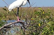 Airboat Tours Florida Everglades With Captain Wayne