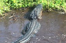 Airboat Tours Florida Everglades With Captain Wayne