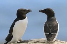 1000 Little Penguins Cruise