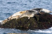 North of Boston Island Lighthouse Kayak Tour