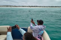 Exciting Private Dolphin Excursion to Shell Island 90 Minutes