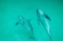 Private 3 Hours Dolphin Tour to Shell Island in Panama City Beach
