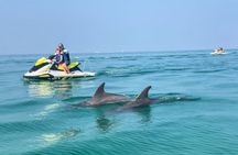 2 Hour Jet Ski Dolphin Tour to Shell Island