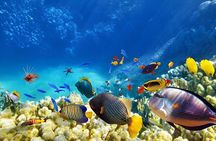 Sharm El Sheikh White Island and Ras Mohamed Cruise Adventure