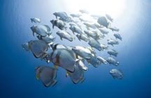 Sharm El Sheikh White Island and Ras Mohamed Cruise Adventure
